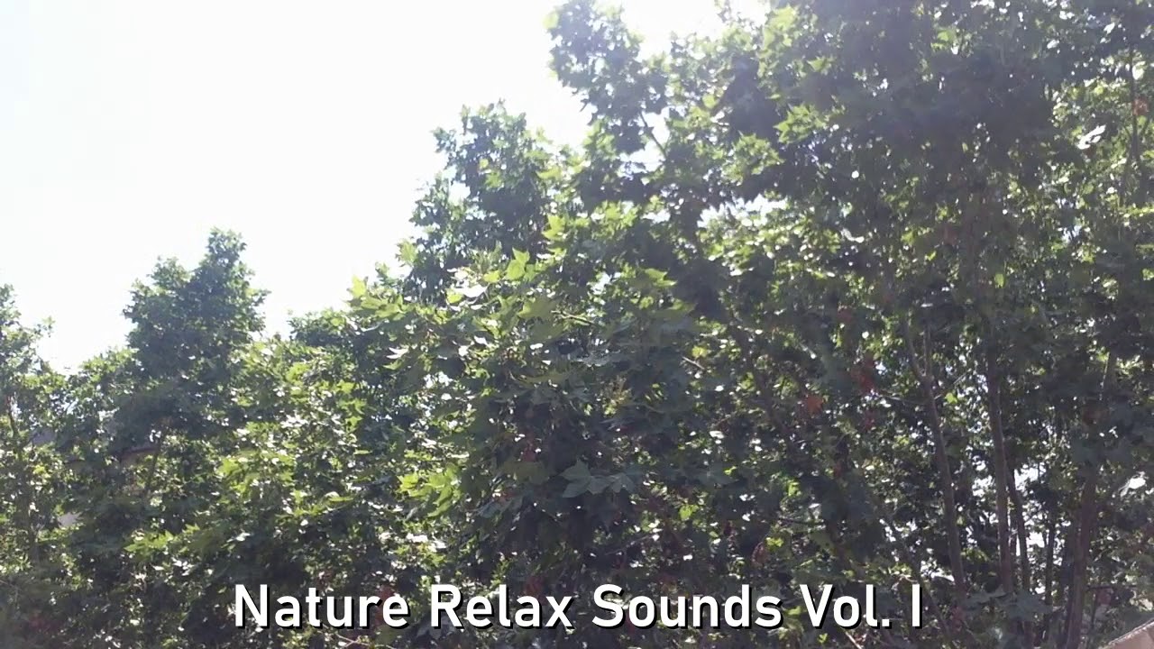 Música para dormir relajante, asmr, sonido hojas, canto pájaros, sonido viento / Nature Relax Sounds