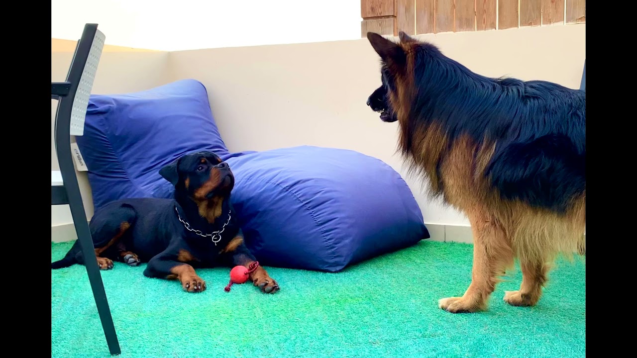 Rottweiler Wins BEST FRIEND AWARD! German Shepherd Can't Compete