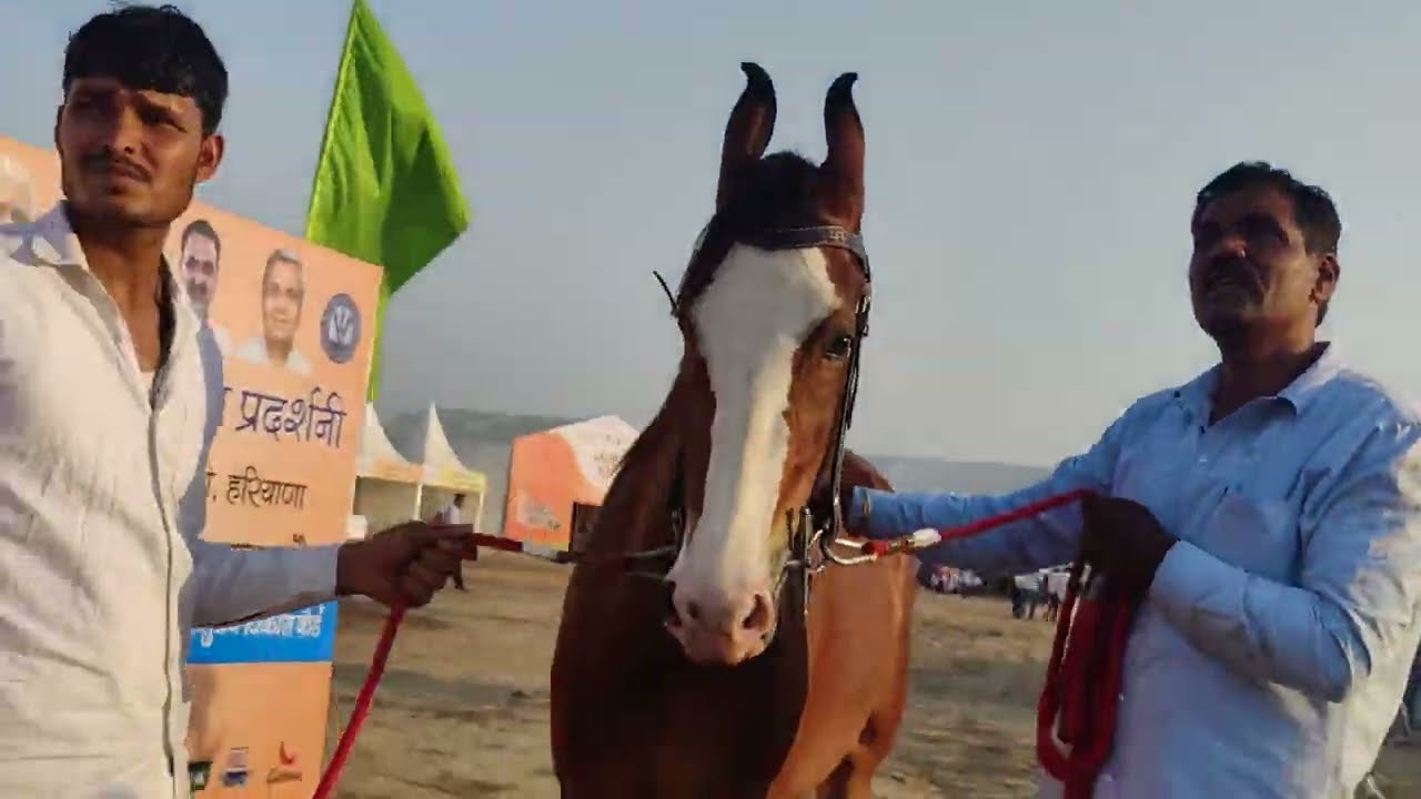 Pashudhan Mela charkhi dadri ke kuchh jhalak