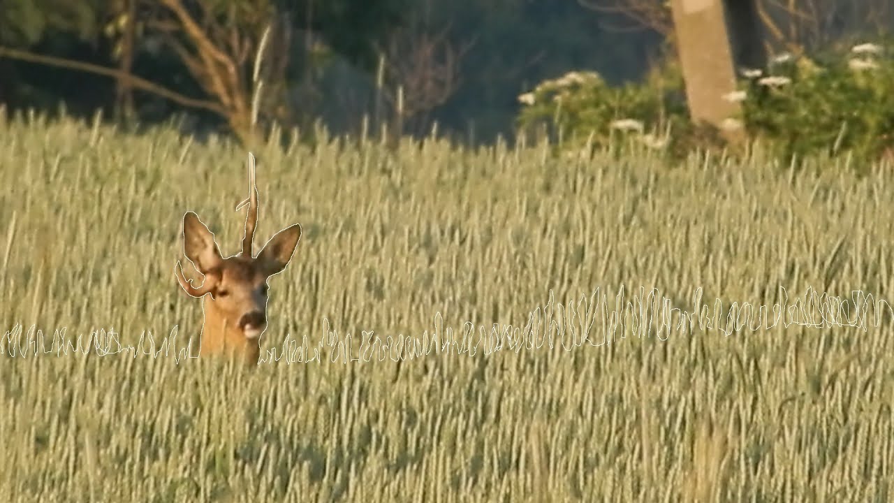 Leśny Zastęp odc. 17 Wyśniony rogacz.