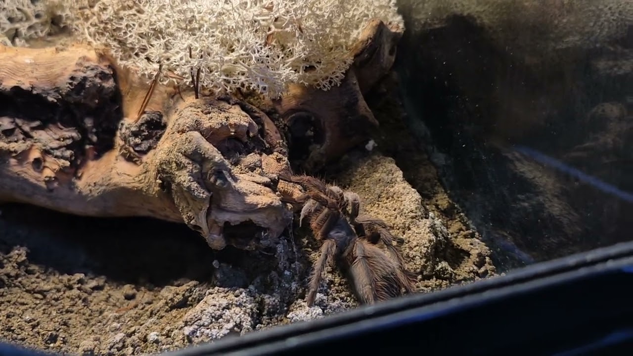 Aphonopelma mooreae Gruppe 