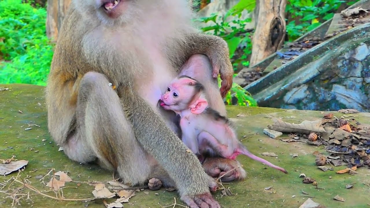 Best motherhood! Monkey mom checking her new babe monkey carefully & gently