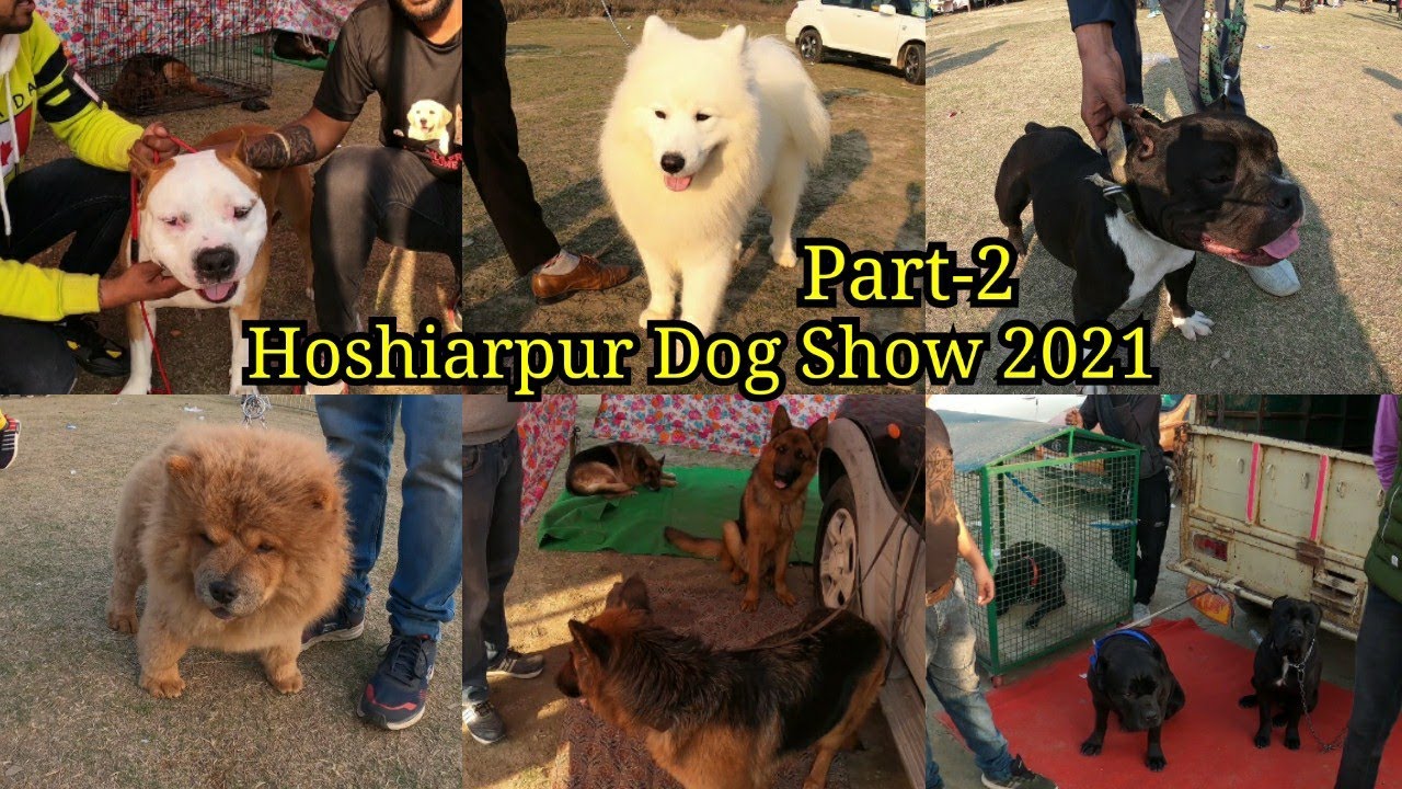 Dog Show Hoshiarpur 2021 | Part-2 | Kennel Club Of India | Hoshiarpur Kennel Club