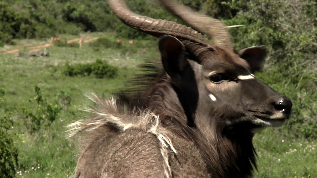 Dance of the Nyala