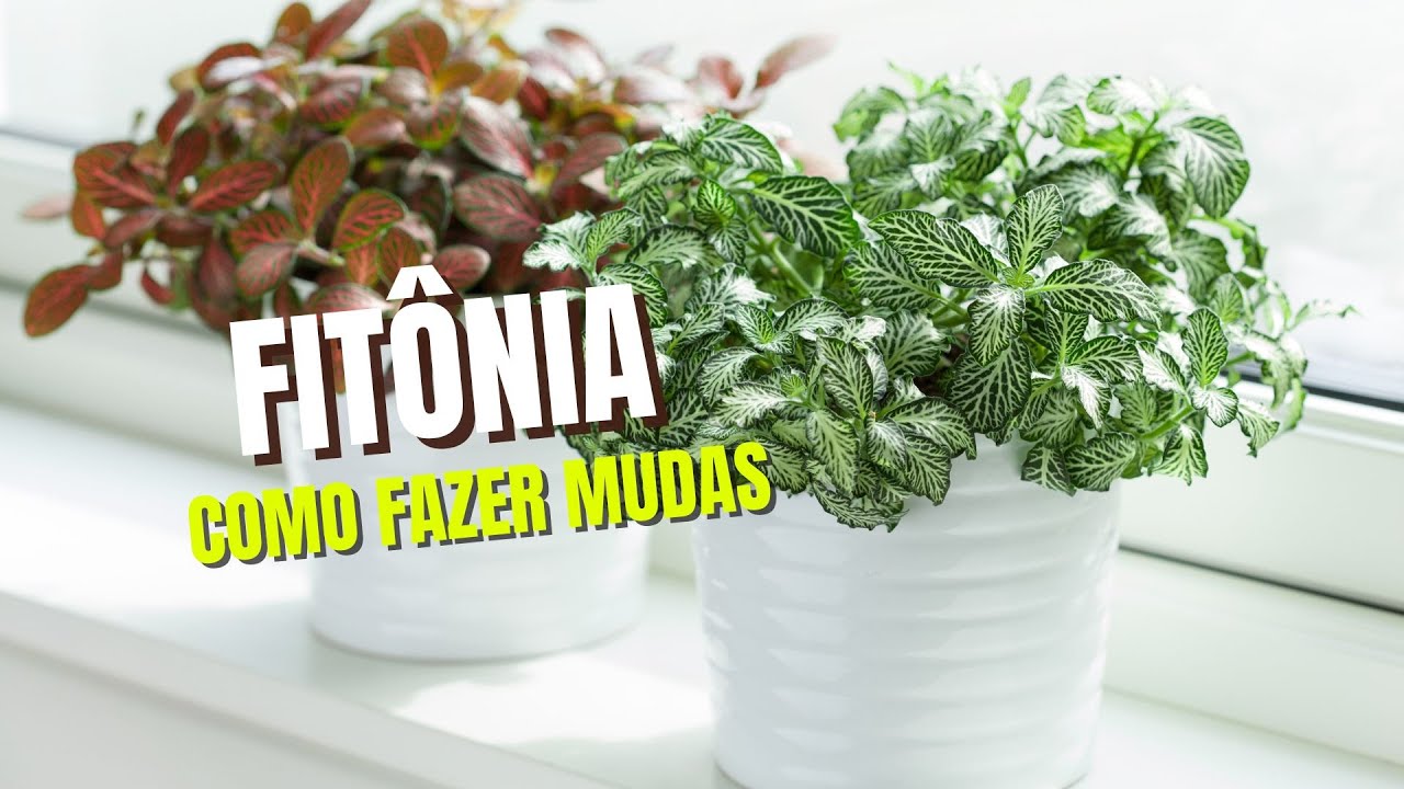COMO FAZER MUDAS DE FIT&Ocirc;NIA