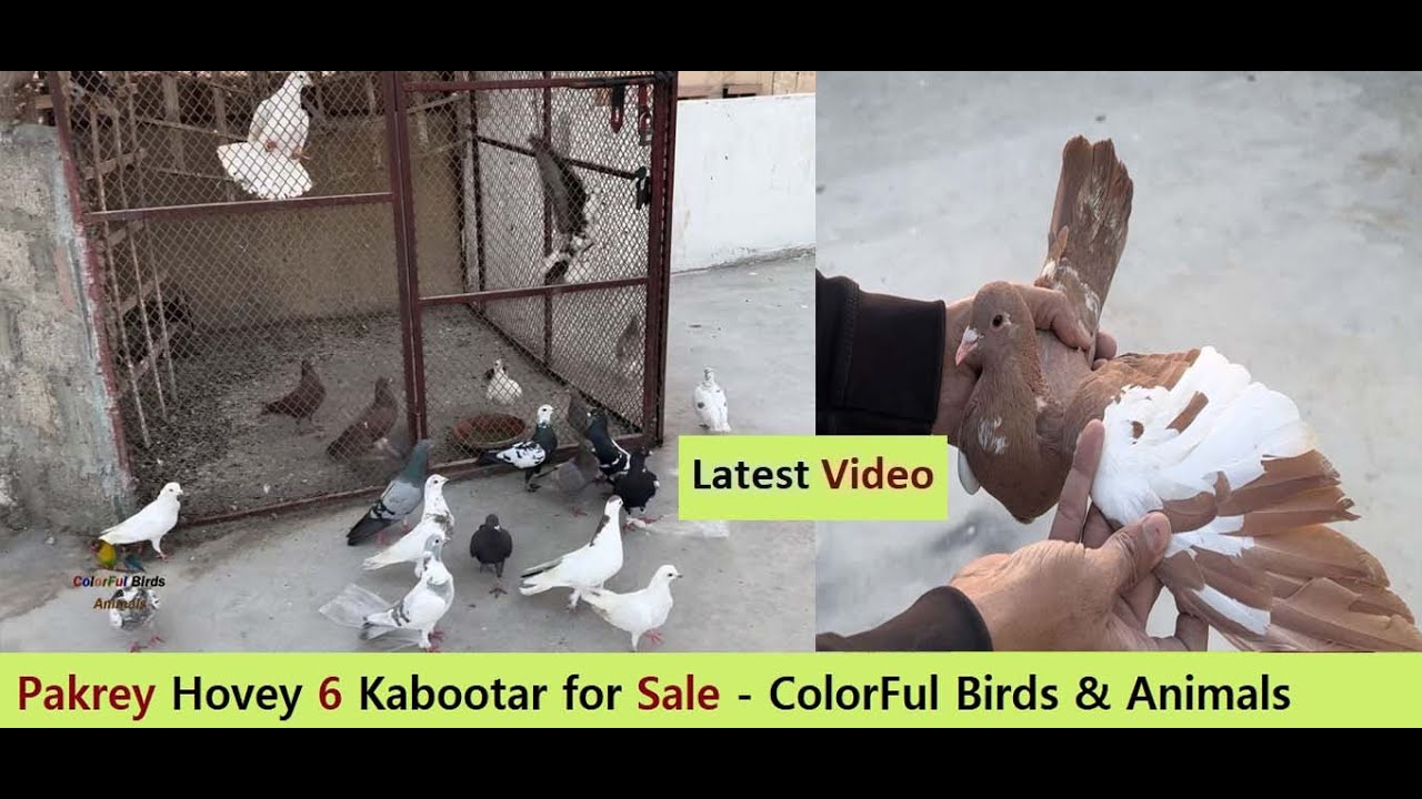 Pakrey Hovey 6 Kabootar for Sale - ColorFul Birds & Animals team's pigeons loft