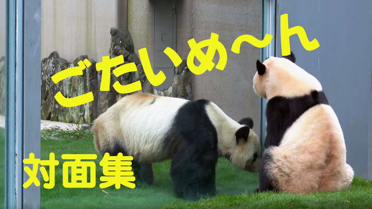 結浜　永明パパとのご対面集　パパ～あそんんで～　結のパパへのお願い　Giant Panda meeting.
