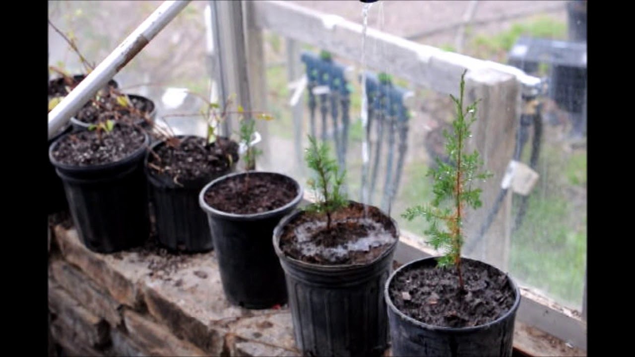 How to Snag Free Trees Like Eastern Red Cedars