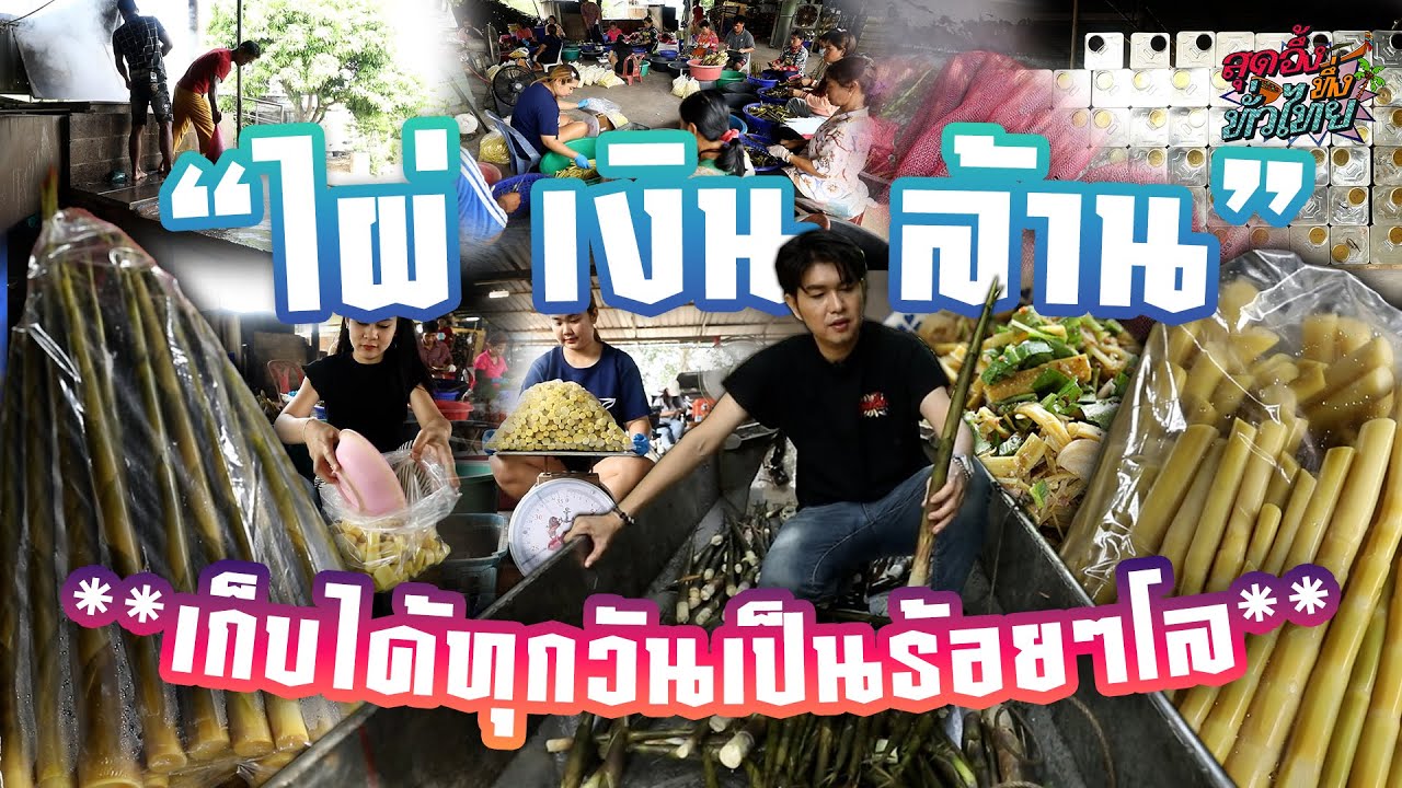 สวนไผ่เงินล้านสร้างรายได้ตลอดทั้งปี | สุดอึ้งทึ่งทั่วไทย