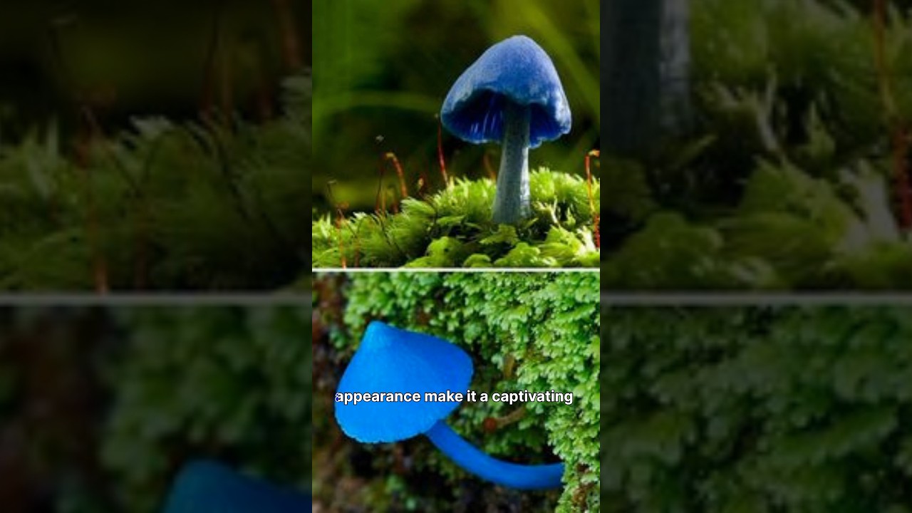 The ultimate guide to blue mushroom | unexpected #ytshorts