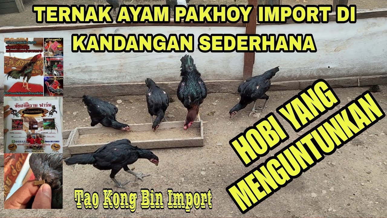 Ternak Ayam Pakhoy Import Di kampar