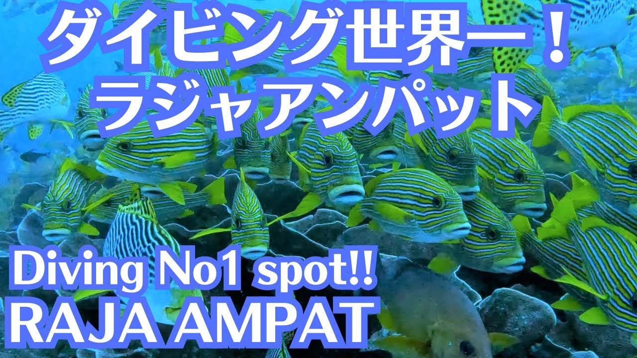 ダイビング世界一！ラジャアンパット　Diving No1 spot RAJA AMPAT【海外旅】