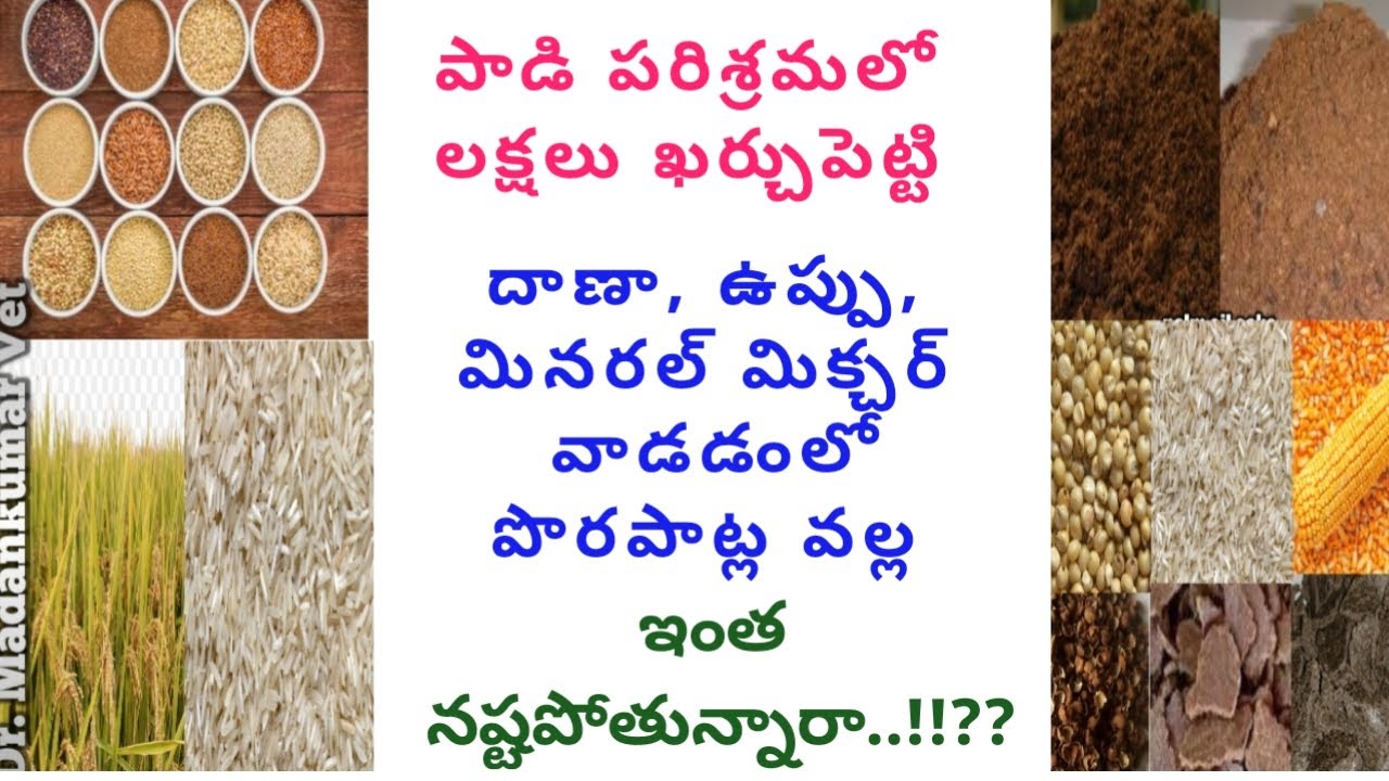 దాణా, ఉప్పు, మినరల్ మిక్చర్ | Irregular Use Impact on Milk Production Telugu | Dr. Madankumar Vet