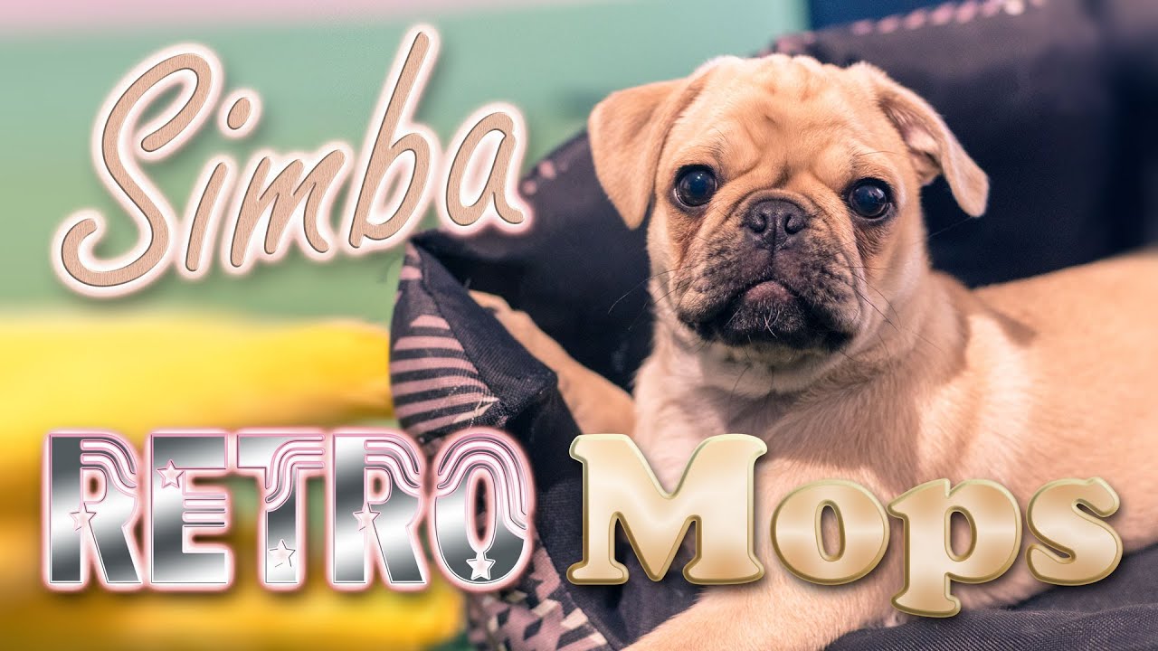 🐶 Retro Mops Welpe Simba beim Spielen 🐾