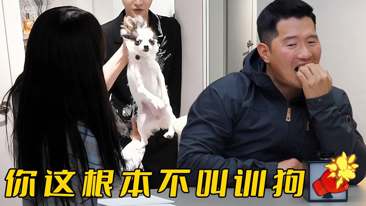 吉娃娃被暴力壓制2年，只要犯錯就掐脖子打屁股，訓犬師說這根本不叫訓狗