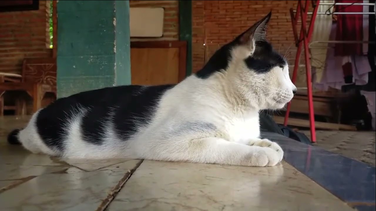 Anton, the cat is relaxing in front of the house
