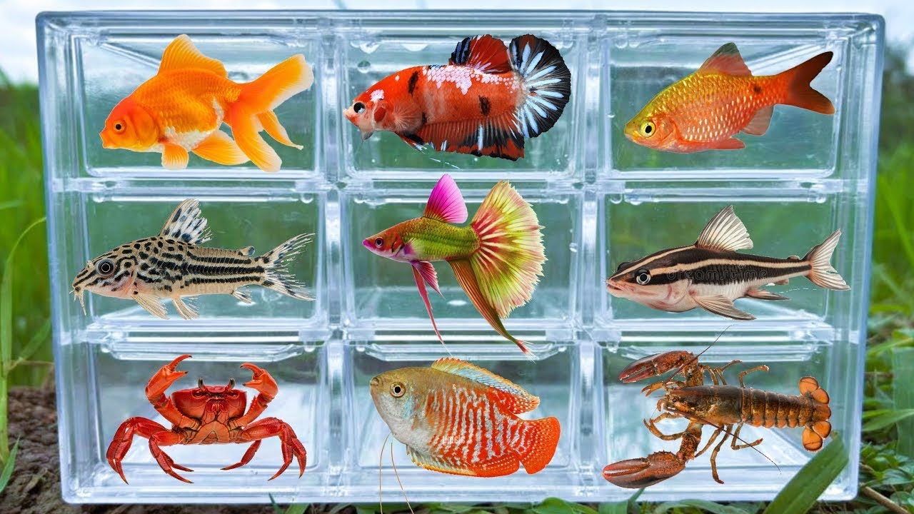 Fish: Lobster, Tiger Barb, Auratus Cichlid, Catfish, Platy Fish, Betta Fish, Goldfish, Glofish Tetra
