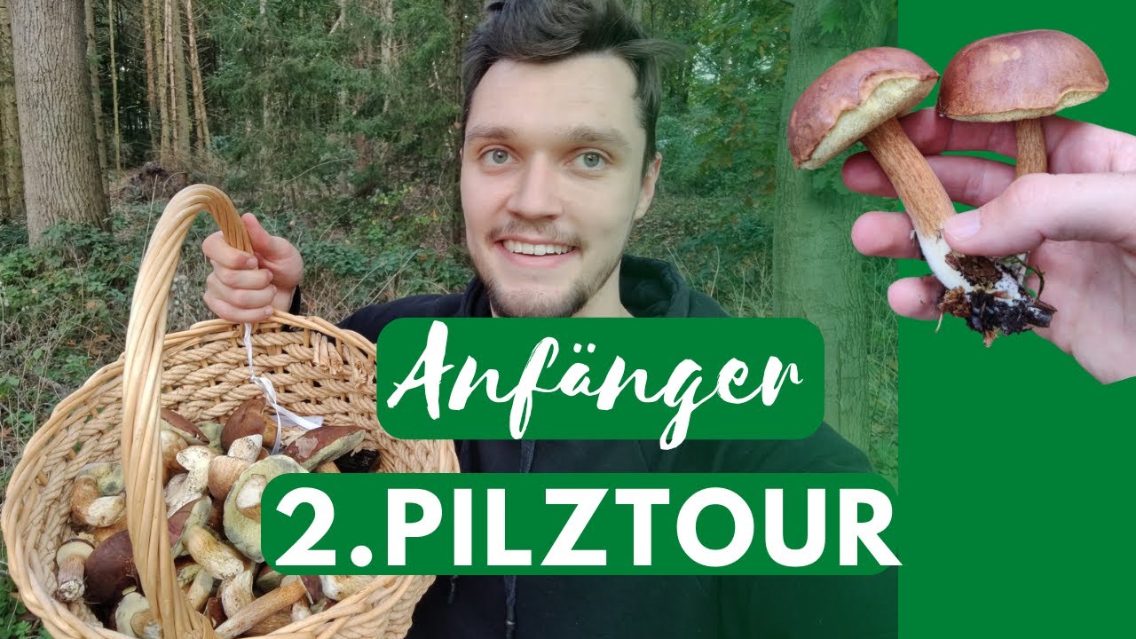🍄 Erfolgreich Pilze sammeln als Anf&auml;nger | Maronenr&ouml;hrlinge| Steinpilze