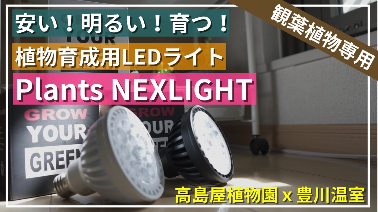【安い！明るい！育つ！】迷ったらコレ！観葉植物専用の育成用LEDライト「PLANTS NEXLIGHT（プランツ ネクスライト）」レビュー！ビカクシダ、エアプランツ、アガベ、多肉、塊根植物にもおすすめ