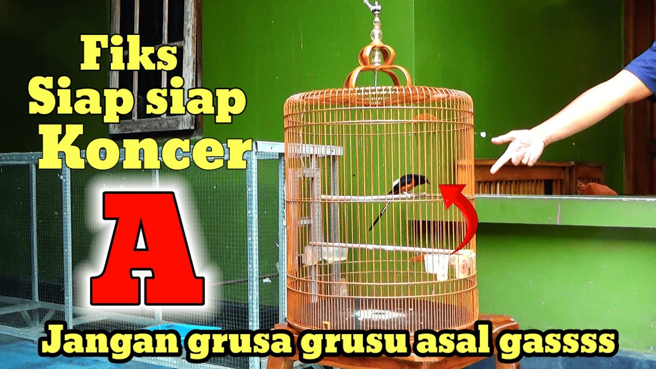 Fahami trik ini | Ciri muraibatu Pastol / muda siap di LOMBAKAN ‼️