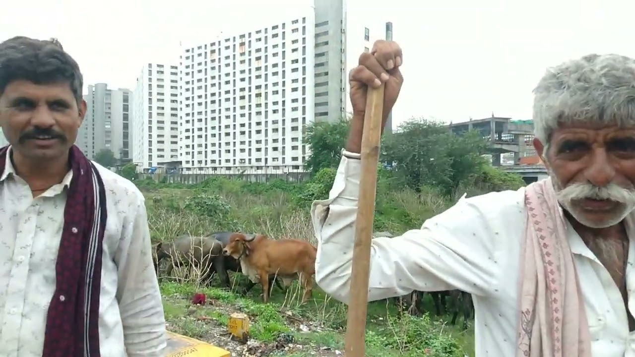 Indian Cow Eating Green 💚 Grass Village Life in Gujarat sureshpurohit8536 HD Video 20 June 2025 🐄❤️