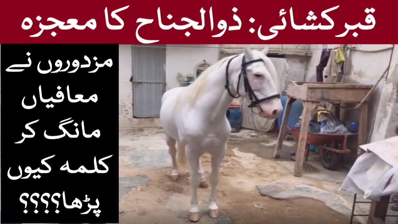 Best Zuljanah | Zuljanah Ka Mojza | Sarkar e Zuljinah | ذوالجناح کا معجزہ