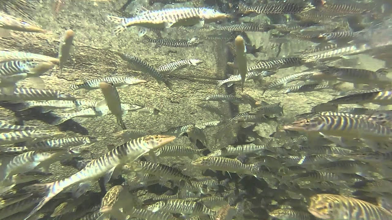 Feeding Tiger Muskies