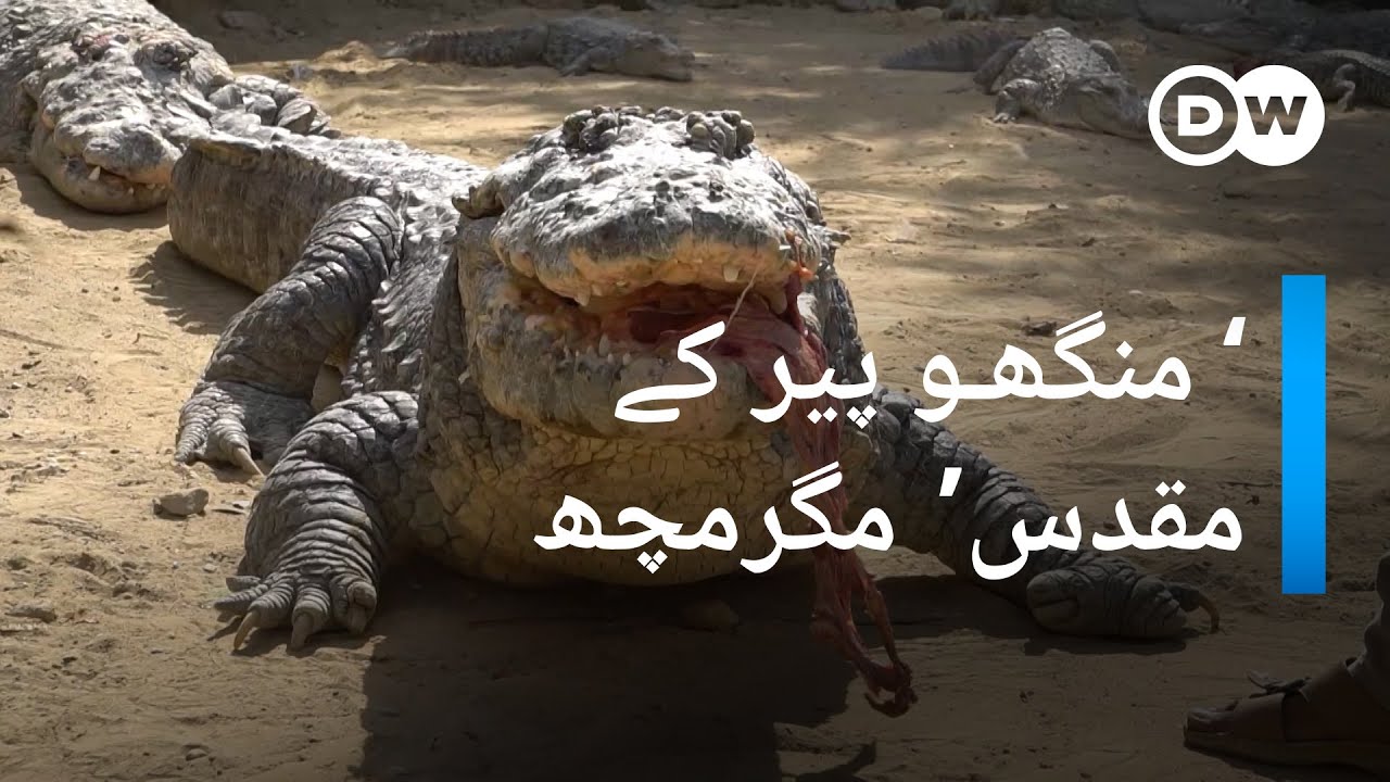 منگھو پیر کے &lsquo;مقدس&lsquo; مگرمچھ | DW Urdu