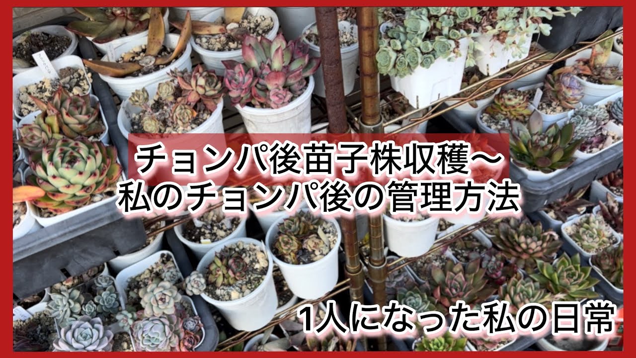 [多肉植物]チョンパ後苗〜子株収穫〜私のチョンパ後の管理方法^_^1人になった私の戯言