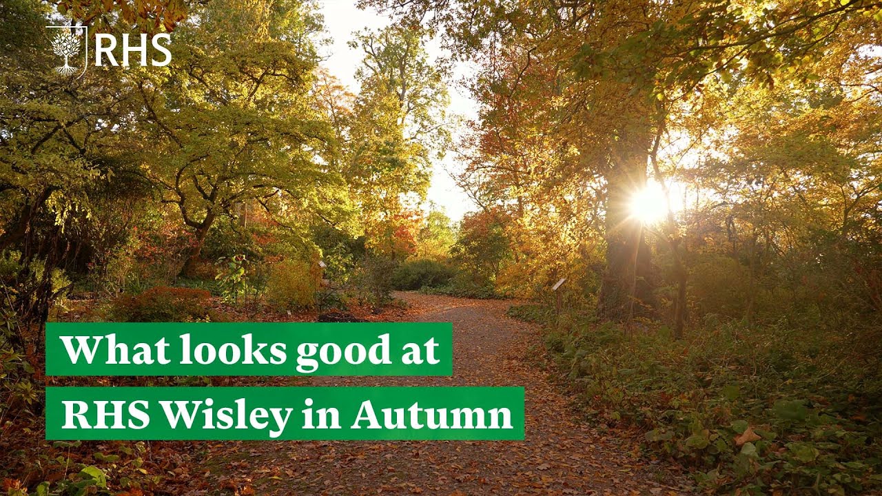 What looks good at RHS Garden Wisley in Autumn | The RHS