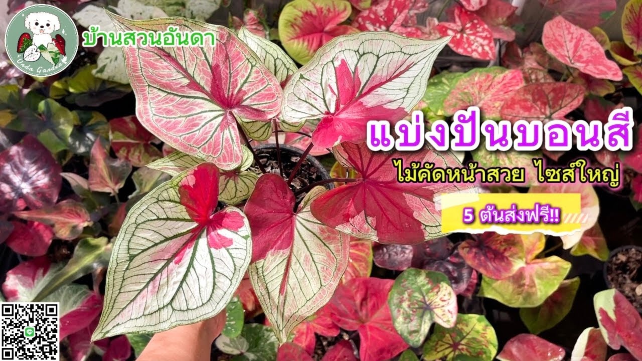 อัปเดต แบ่งปันบอนสีวันที่ 24 ม.ค. 2569 #บอนสี #caladium #garden #plants #ไม้ด่าง #plantlover 