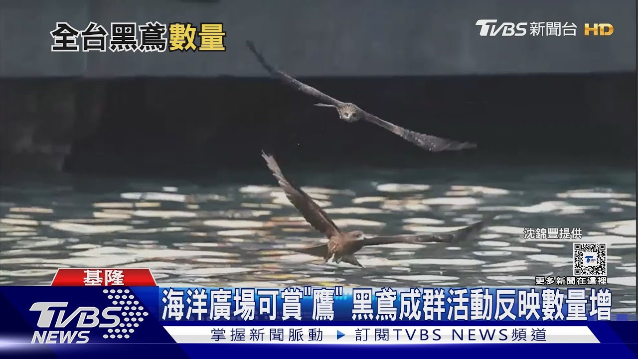 海洋廣場賞「鷹」去! 全台黑鳶數量稍回升 南.北部出沒增｜十點不一樣20240304 @TVBSNEWS02
