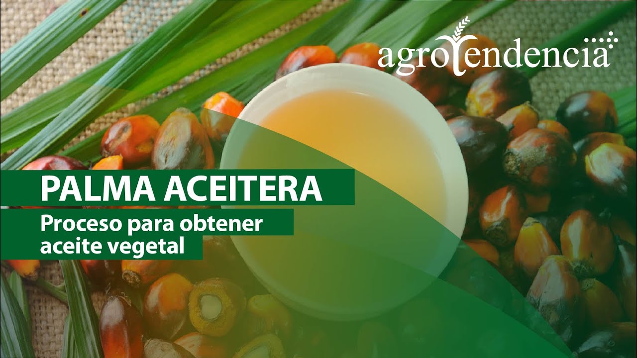 Palma Aceitera | PROCESO PARA OBTENER ACEITE VEGETAL