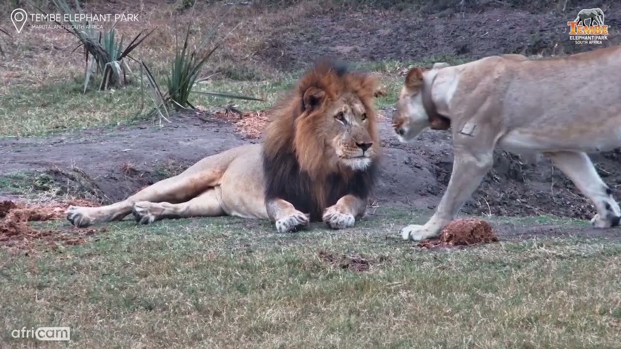 Female Lion Slaps Male in the Face
