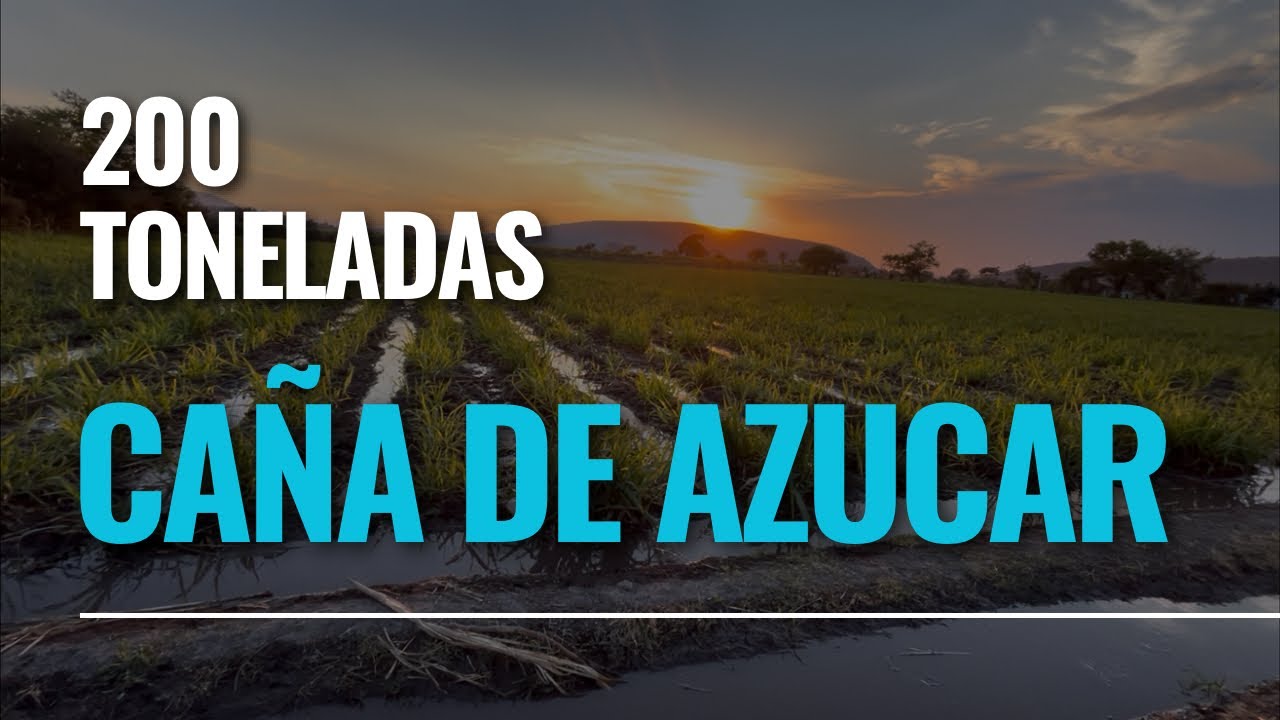 Será posible sacar 200 toneladas? Por hectárea.