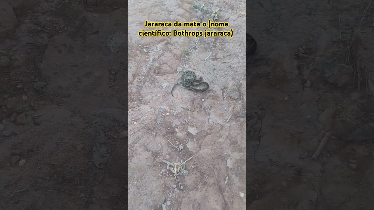 jararaca-da-mata (nome científico: Bothrops jararaca)  