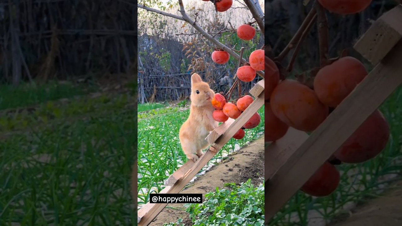Кролик ест хурму🔥!#милота#relax#relaxation#shorstvideo#шортс#short#shorts#rabbit