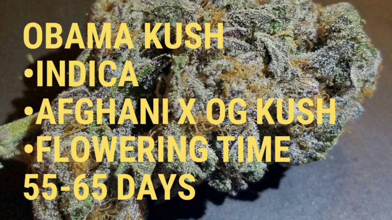 Obama Kush  (Strain Showcase By CandyMan Gardens)