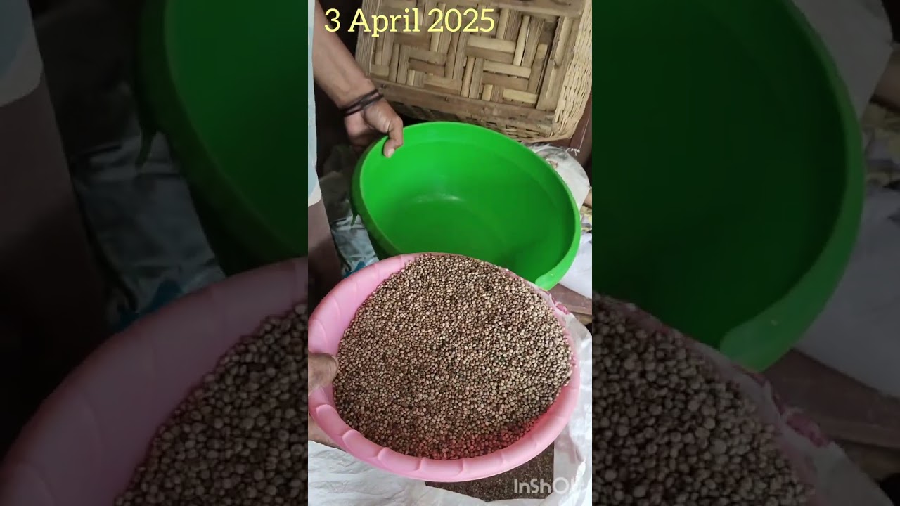 Kerjakan gabah jadi beras sorgum 50 kg dapat 38 beras plus 10,5 kg dedak SP343