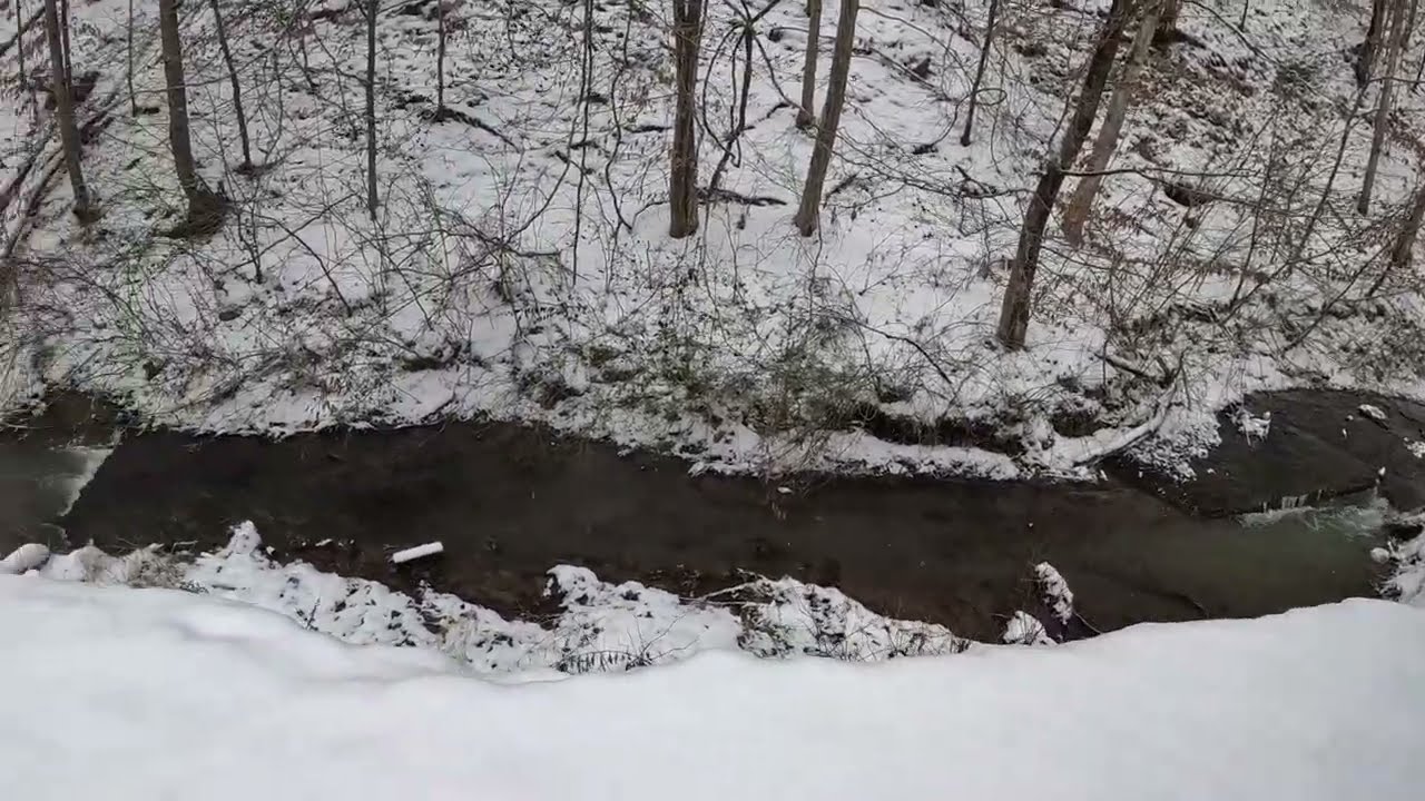 When The Deer Vanished From Appalachia Forever
