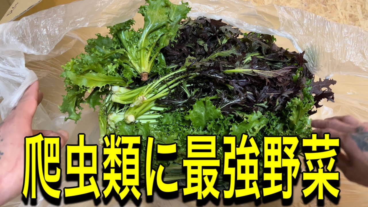 爬虫類のためだけに作られたような野菜屋さんで野菜をめちゃくちゃ買ってみた！！
