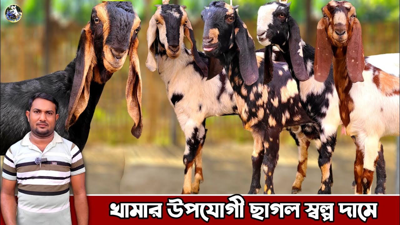স্বল্প দামে হরিয়ানা যাতের ছাগল কিনুন কুয়ালিটি ফুল চাপিলা গ্রাম 💥