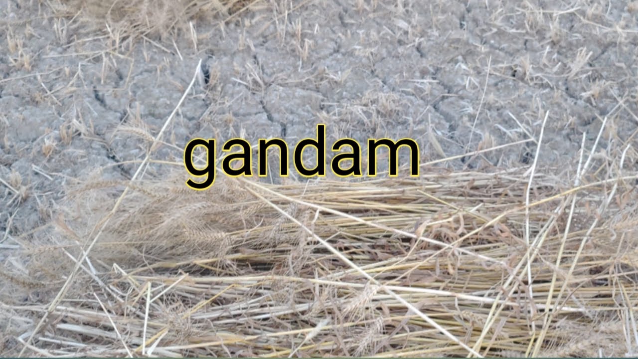 gandam|Aslam sultan mix vlog
