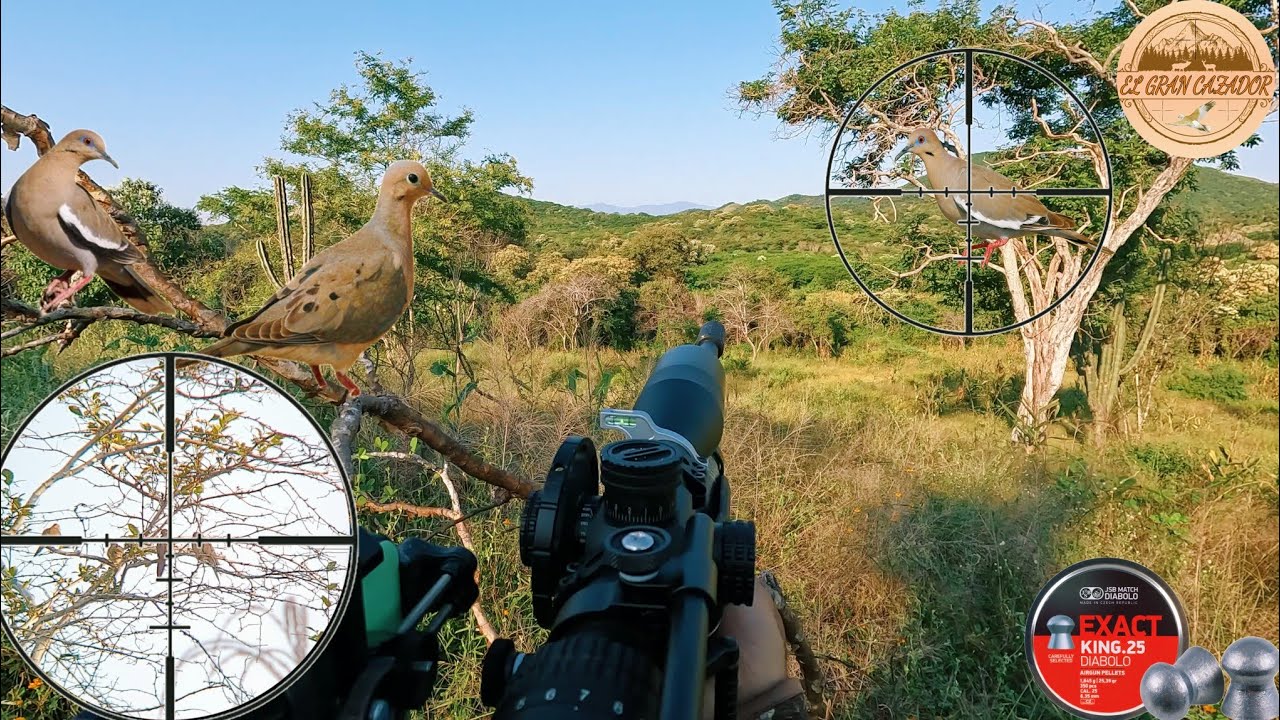 Caceria Salvaje De PALOMAS Con RIFLE De AIRE - Llegaron Miles De PALOMAS