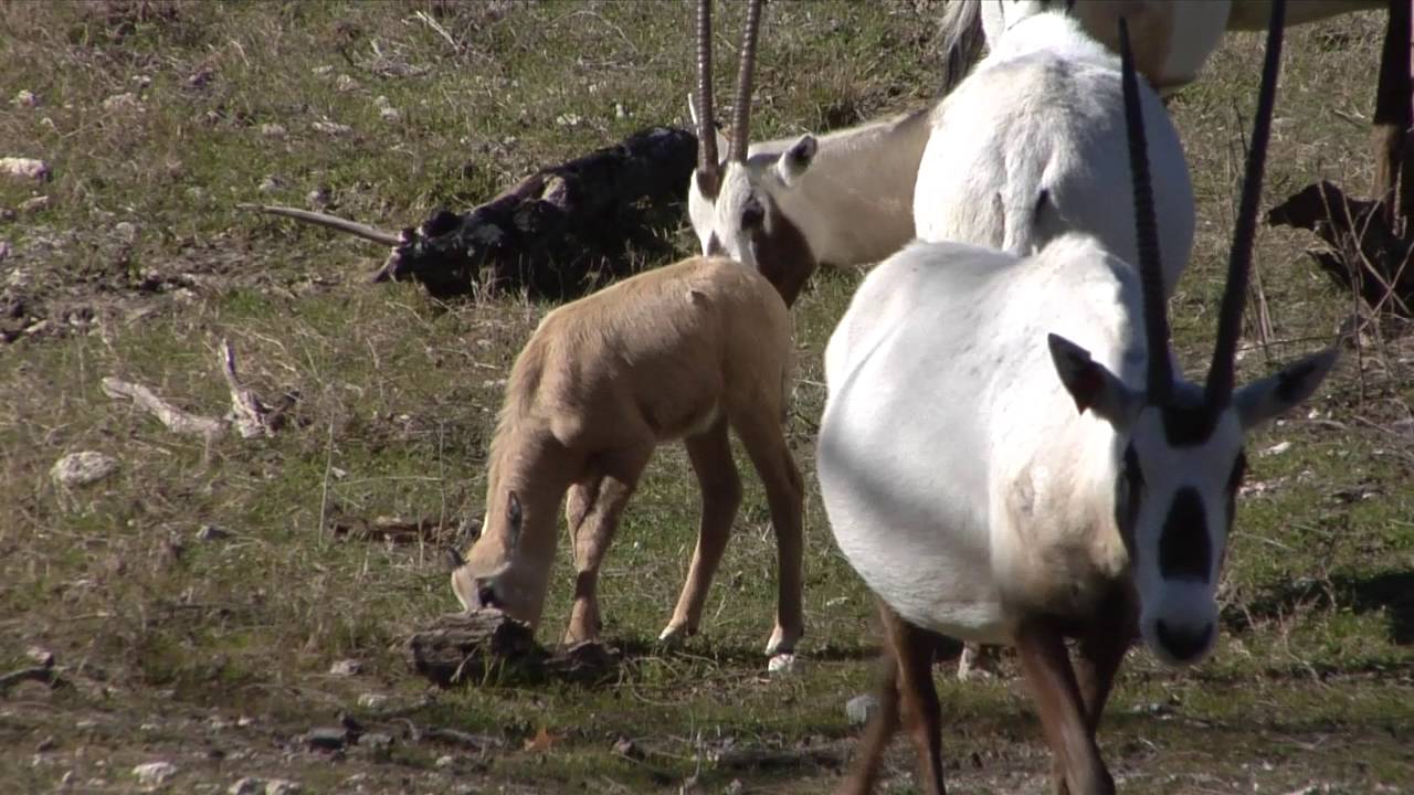 Fun Fact Friday: Arabian Oryx