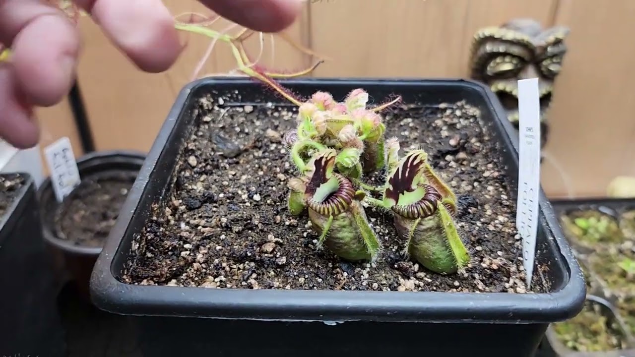 Cephalotus Update from Root Mealybug and PM damage