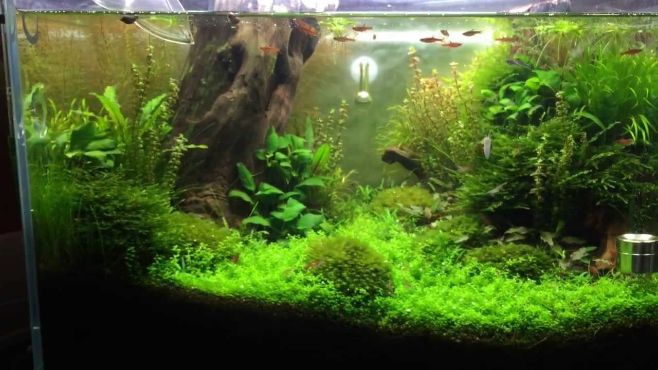 Pygmy Corydoras; Home Sweet Home.