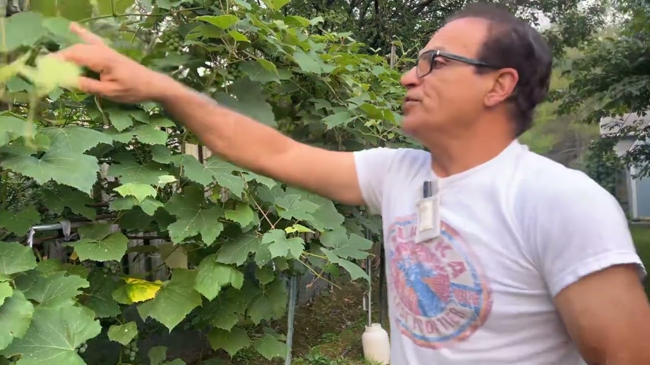 هرس درخت انگور بررسی تکنیک ها و تجربیات آموزش باغبانى با صابر