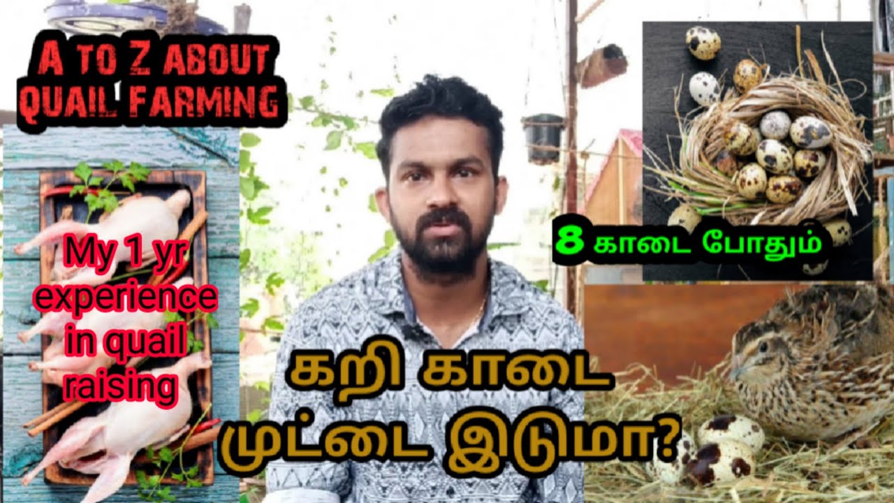 கறி காடை முட்டை இடுமா? My 1 yr quail raising experience