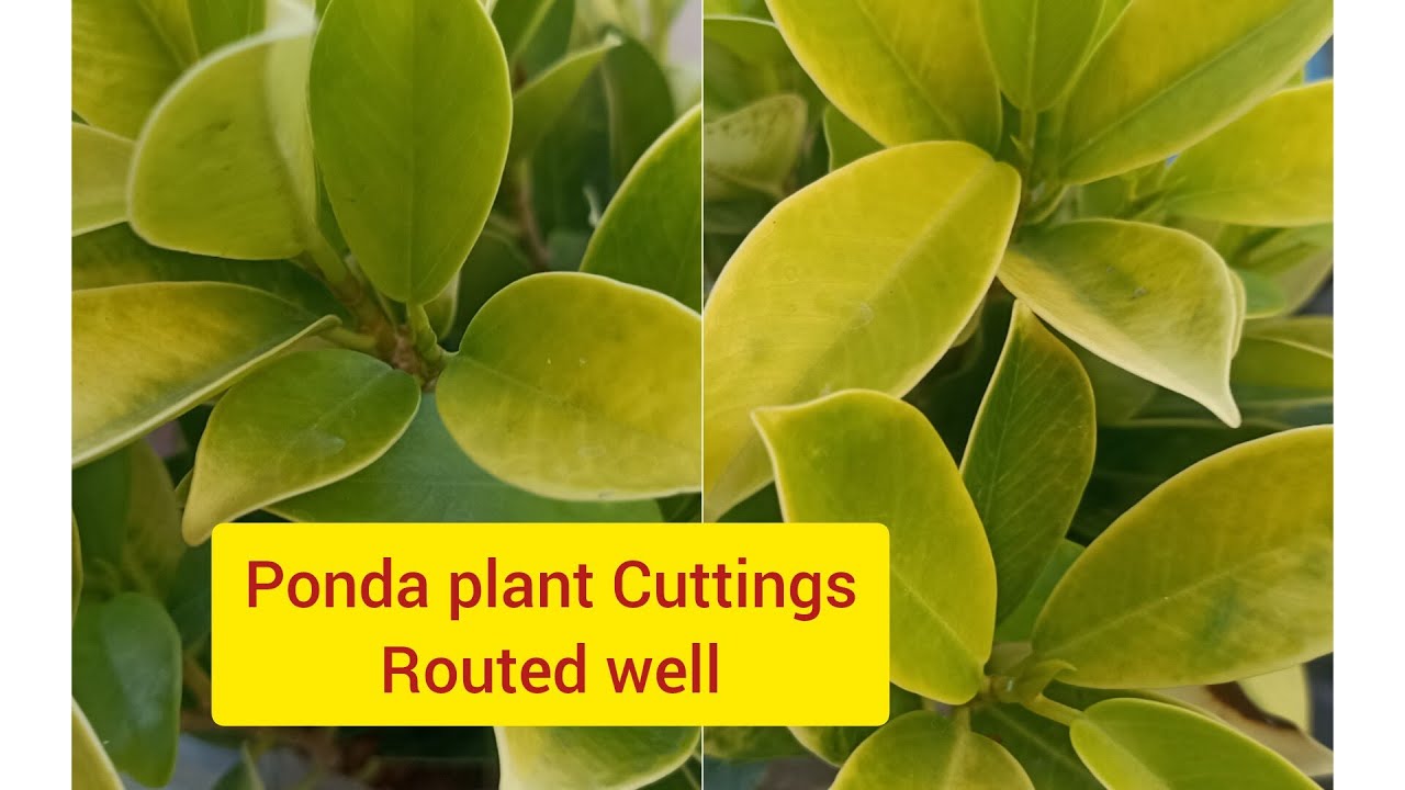 Panda plant  cuttings routed well & repotting technique